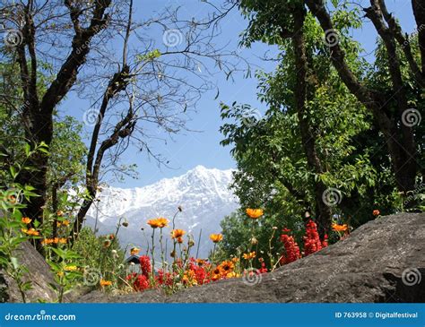 Dharamsala Himalayas And Orange Flowers Blooms Stock Photo Image Of