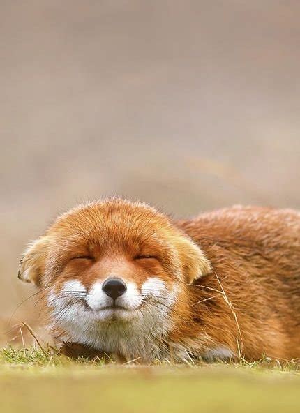 This fox has the cutest smile ever : r/aww