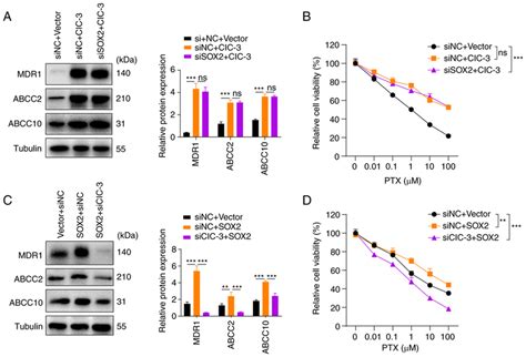 Knockdown Of Clc Expression In A Cells Prevents Ptx Resistance