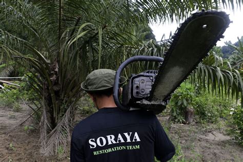 Hektar Hutan Leuser Telah Direstorasi