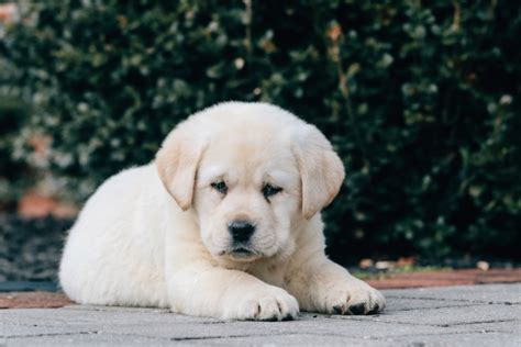 15 Best White Labrador Breeders In The United States