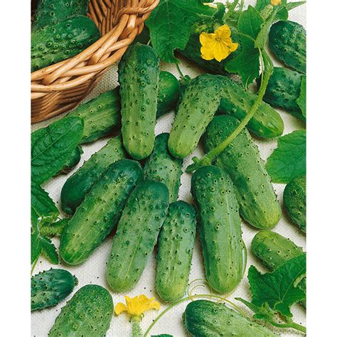 National Pickling Cucumber Seeds Ne Seed