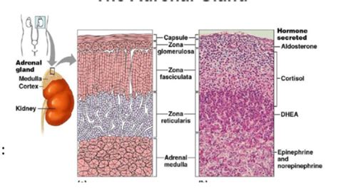 Lecture 63 64 Adrenal Medulla And Cortex Flashcards Quizlet