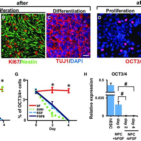 Mixed Cultures Of Gfp Expressing Hescs With Hesc Derived Npcs A Download Scientific Diagram