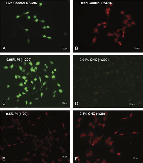 Fluorescent Images Showing Viability Of Rsc96 Cells Grown Attached On