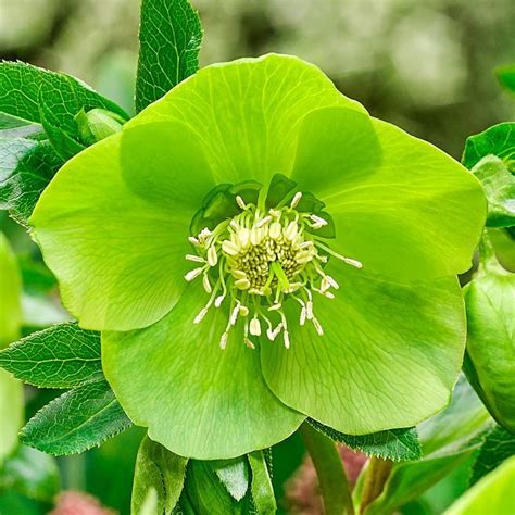 50pcs Lush Green Hellebore Flower Seeds