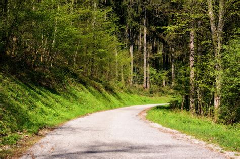 Fotos Gratis Rbol Naturaleza Bosque C Sped Desierto Planta La