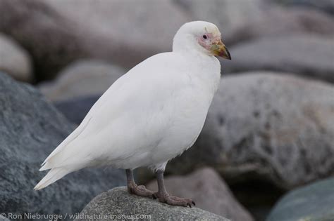 Snowy Sheathbill Antarctica Photos By Ron Niebrugge