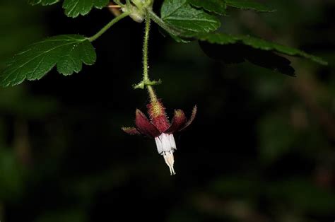 12 Native Plants in Oregon - A-Z Animals