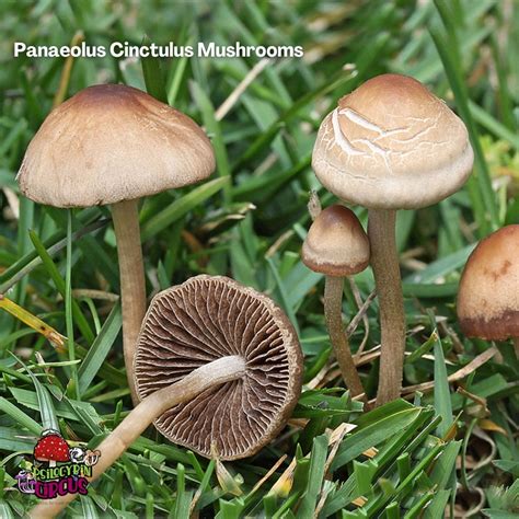 Panaeolus Cinctulus