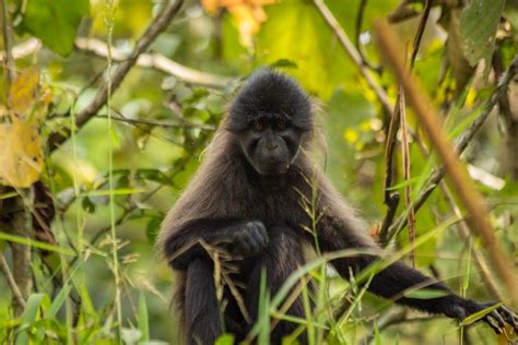 Kibale National Park | Kibale forest Uganda Tour| Kibale Chimpanzee ...