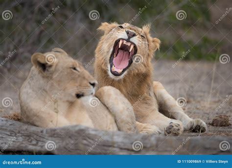 Two Lions Resting One Yawning Stock Image Image Of Horizontal