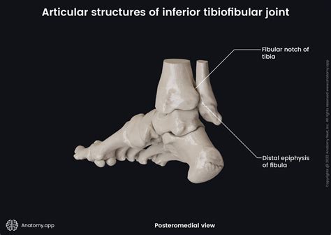 Inferior tibiofibular joint | Encyclopedia | Anatomy.app | Learn anatomy | 3D models, articles ...