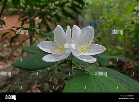 Flower Of Bauhinia Acuminata Plant Stock Photo Alamy