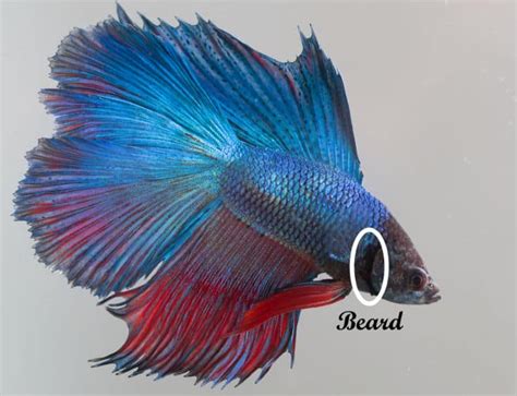 Male Vs Female Betta Differences And Determining Gender