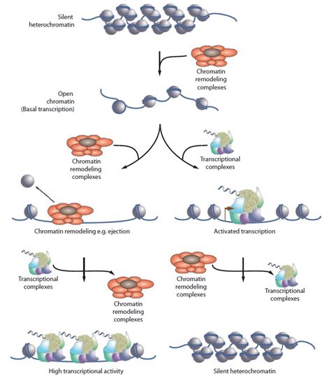 Chromatin remodeling