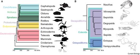 Evolution Of Cephalopod Nervous Systems Pmc