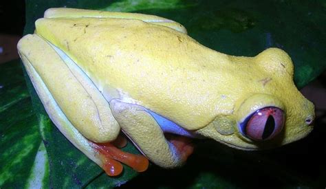 Red Eyed Tree Frog Lutino Morph Red Eyed Tree Frog Frog Tree Frogs