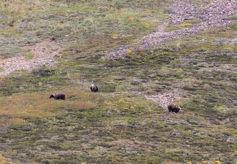 Grizzly Bear Cubs in Autumn in Alaska Stock Image - Image of nature ...