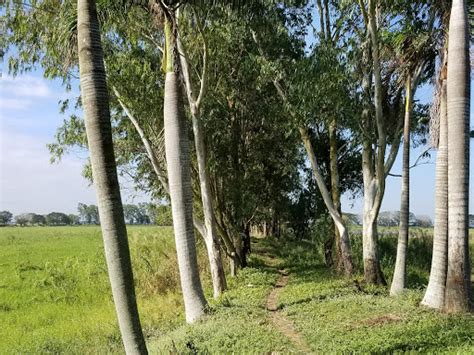 Candaba Bird Sanctuary Baliuag Destimap Destinations On Map