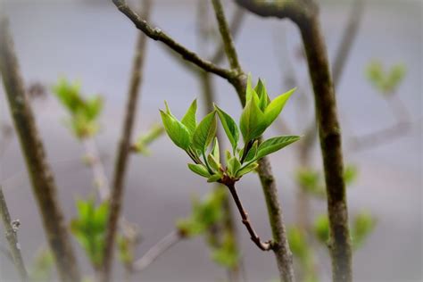 How To Propagate Lilacs From Cuttings