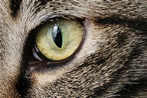 8 Types of Cat Eye Colors and Their Rarity (With Pictures) - Catster