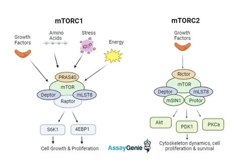 mtor assay genie korea