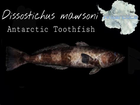 Antarctic Toothfish by TheHuialord on DeviantArt