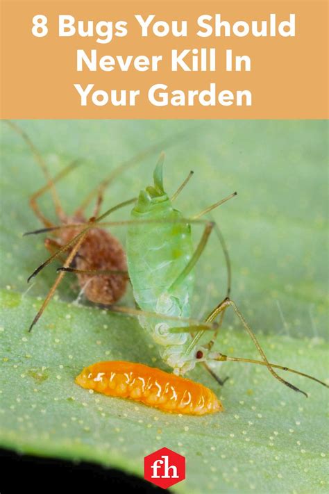 8 Bugs You Should Never Kill In Your Garden Pest Control Plants Tomato