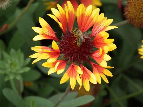 Blanket Flower Seeds Free Shipping Fresh And Organic Gaillardia Aristata