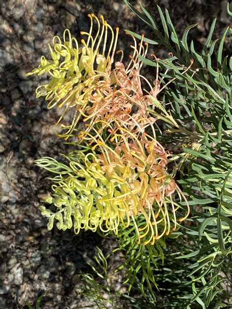 Grevillea Peaches And Cream - Natives R Us Plant Nursery In Traveston