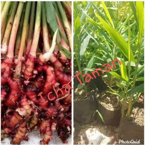 Jual Pohon Jahe Merah Tanaman Herbal Bibit Pohon Jahe Merah Shopee