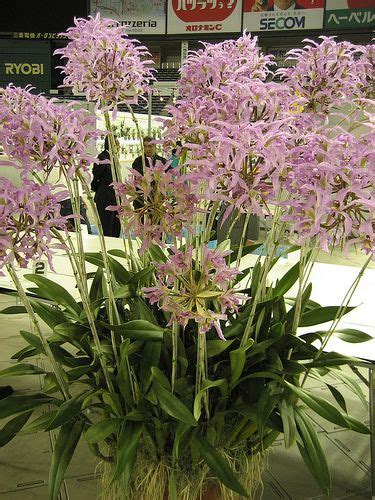 Laelia Superbiens Plant Plants Orchids Japan Grand Prix