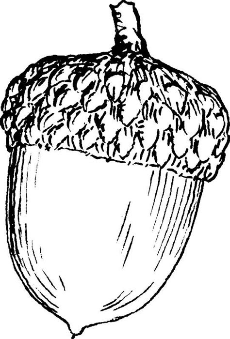 Acorn Coloring Page At Getcolorings Free Printable Colorings The Best