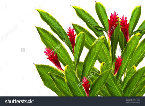 Alpinia purpurata clipart 20 free Cliparts | Download images on ...