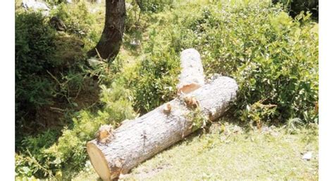 DFO Warns Strict Action Against Illegal Forest Cutting UrduPoint