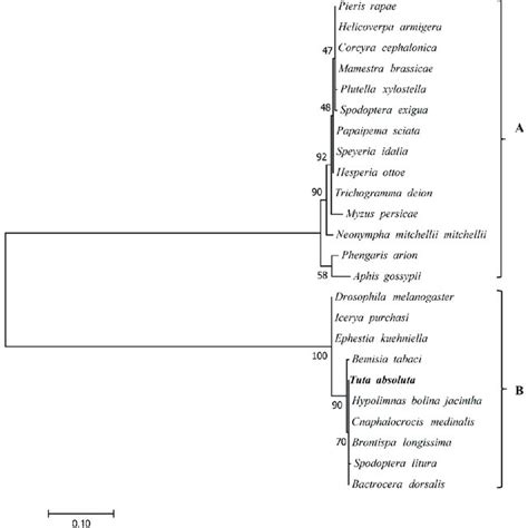 Phylogenetic Tree Of Wolbachia Infecting In T Absoluta And Other