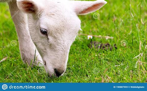 Shot Of A White Lamb Eating Grass Stock Image Image Of People Mammal