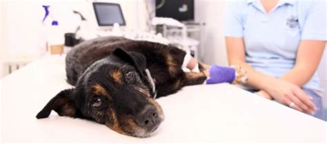 Cirurgia Para Retirar Tumor De Cachorro Ease Pet Cl Nica Veterin Ria