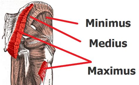 The Gluteus Medius Wtf Bret Contreras