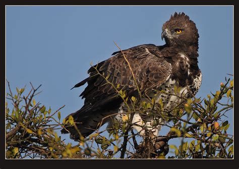 Who Has Seen A Crowned Eagle Africa Birds Safaritalk