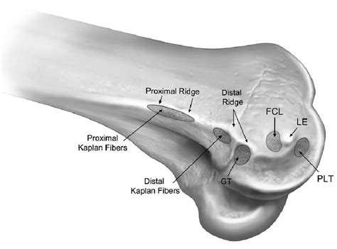 Schematic Representation Of The Distal Femur Of A Right Knee Download Scientific Diagram