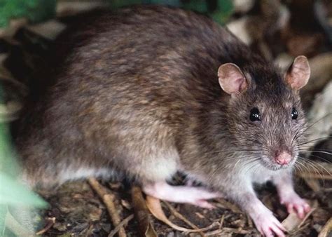 Identifican Primer Caso De Hantavirus En Michigan Oronoticias