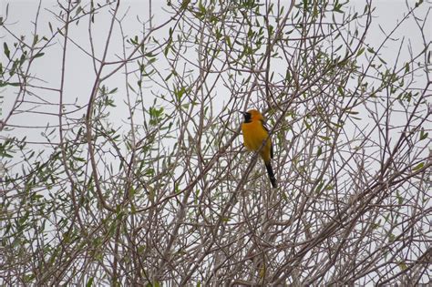 Birders Document Rare Finds During The Annual Christmas Bird Count