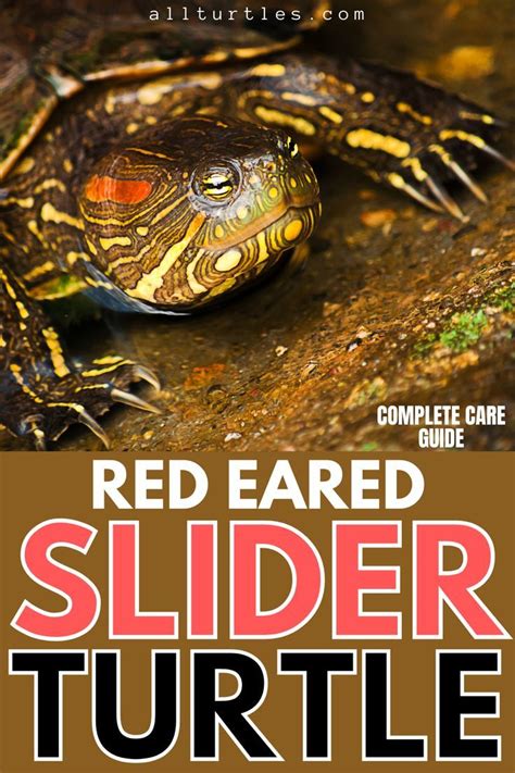 2023 Red Eared Slider Care Free Guide Artofit