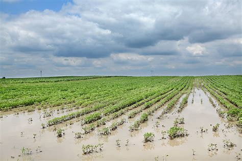 California Farmers Are Flooding Their Fields Sigma Earth