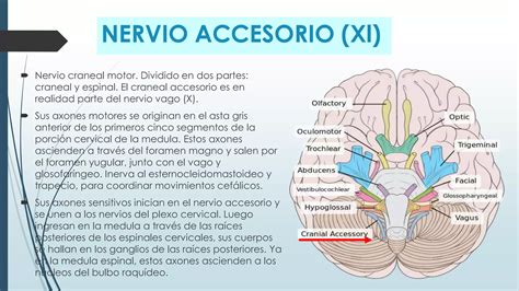 Nervios Craneales Anatomia Ppt