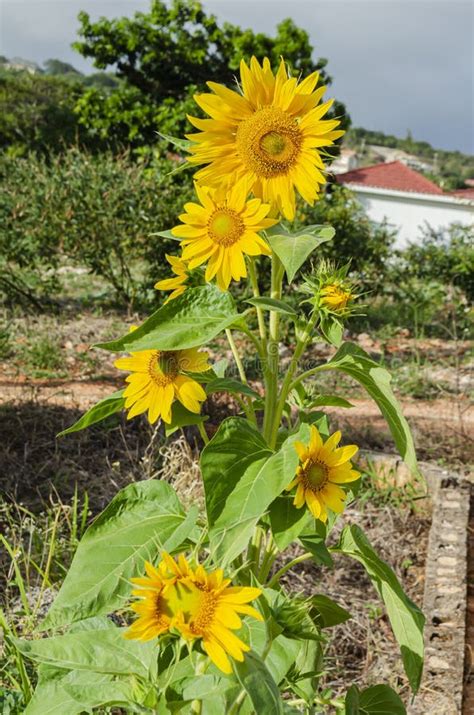 Sunflower Tree stock photo. Image of flowers, flower - 256097414