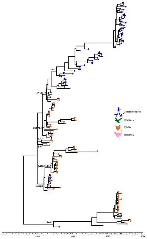 Viruses Free Full Text Outbreaks Of H5n1 High Pathogenicity Avian Influenza In South Africa