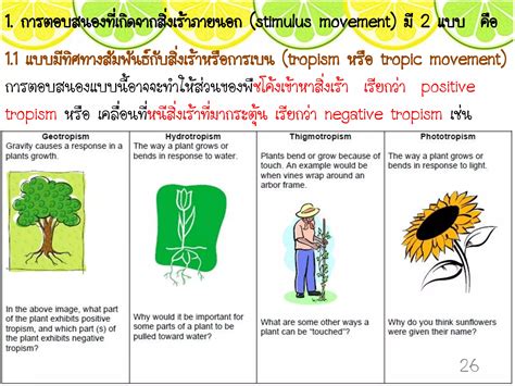 Hormone And Response Plant Ppt